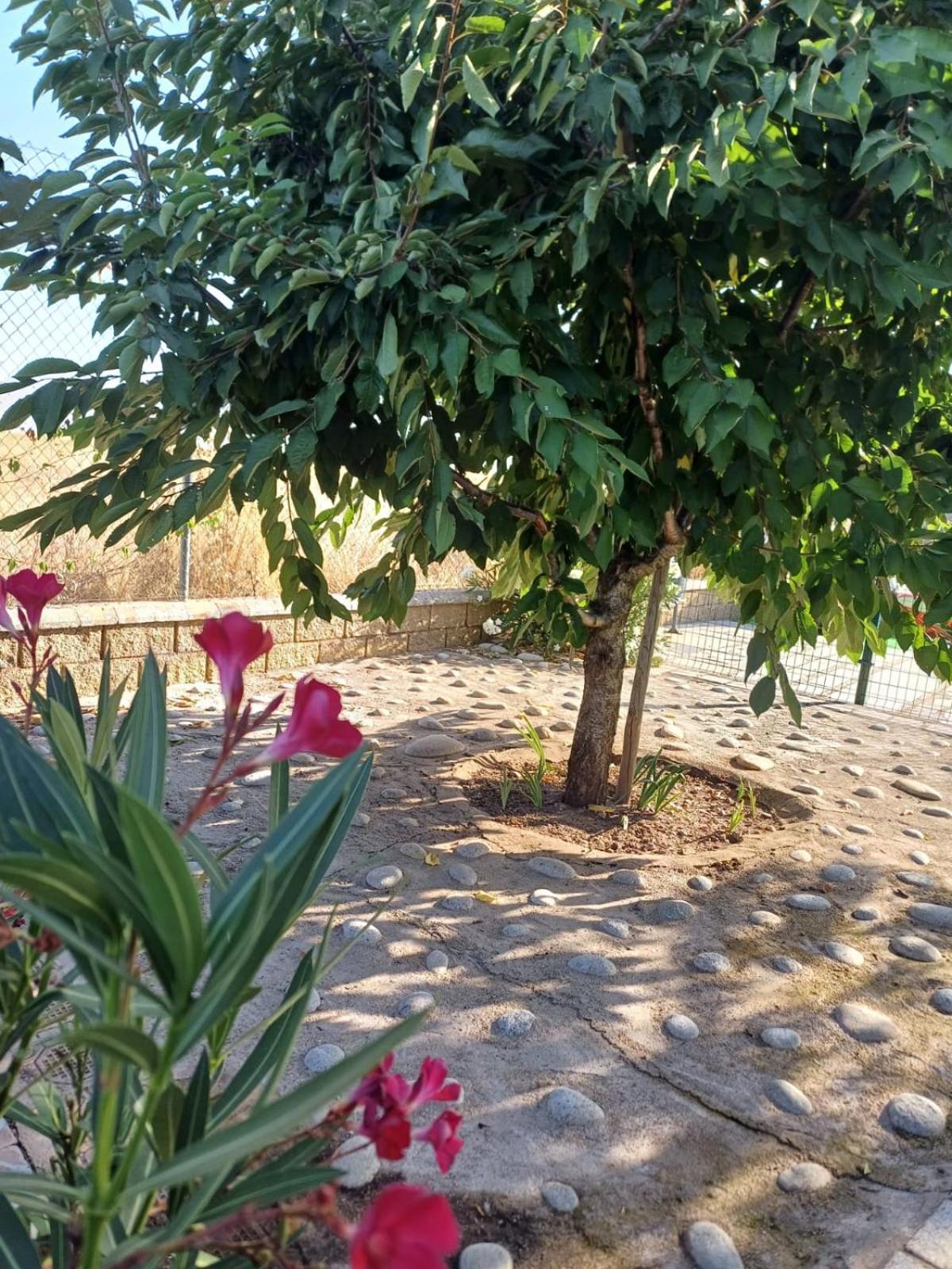 El Almendro Del Cura Vila Villarmayor  Exterior foto